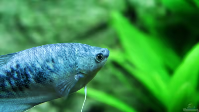 Marmorfadenfisch von H4rdei (9)