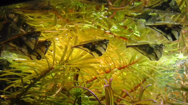 Marmorierte Beilbäuche von Frank Joseph (14)