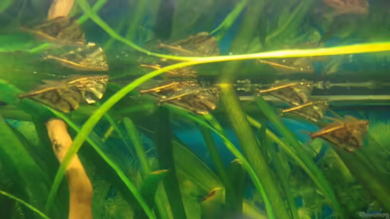 Marmorierte-Beilbäuche von Korbi (30)