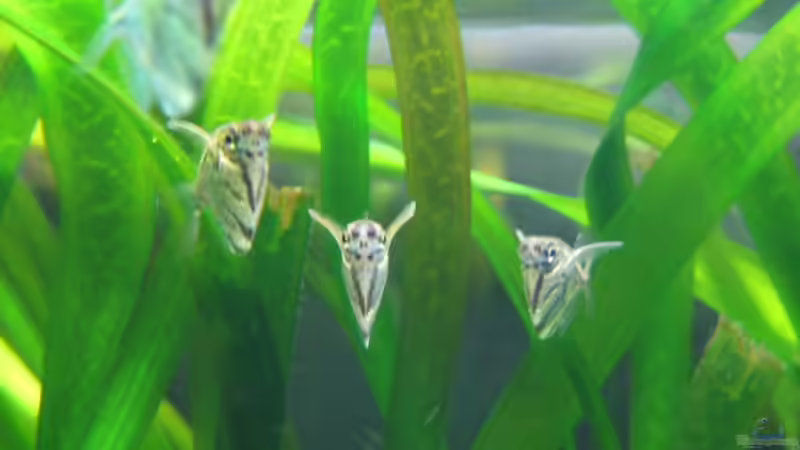 marmorierte Beilbauchfische von Kiera&Hannes (5)