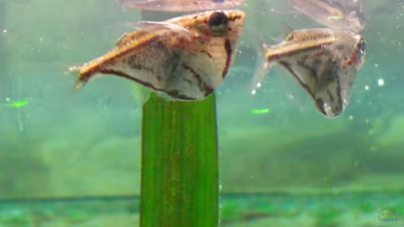 Marmorierte Beilbauchsalmer von Eichi82 (12)