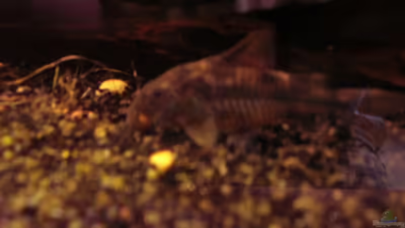 Marmorierte Panzerwels (Corydoras paleatus) W von Südamerikafreak BK (34)