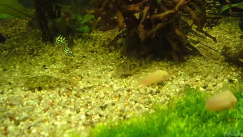 Marmorierte Panzerwelse + Albinos von Leluka (5)