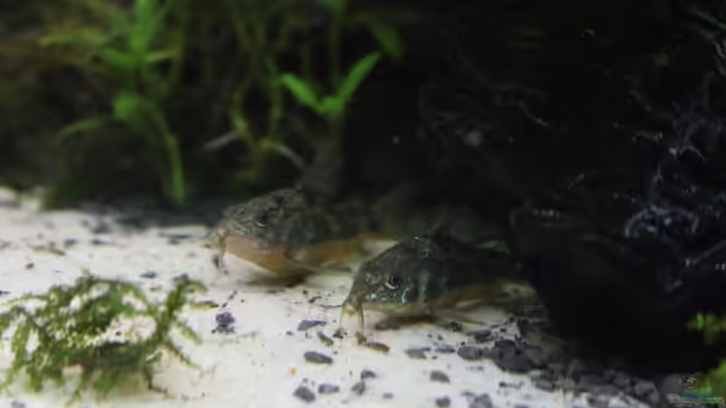 Marmorierte Panzerwelse, Corydoras paleatus von Aquarienlandschaften (44)
