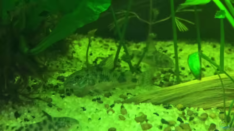 Marmorierte Panzerwelse (Corydoras paleatus) von Ragner (51)