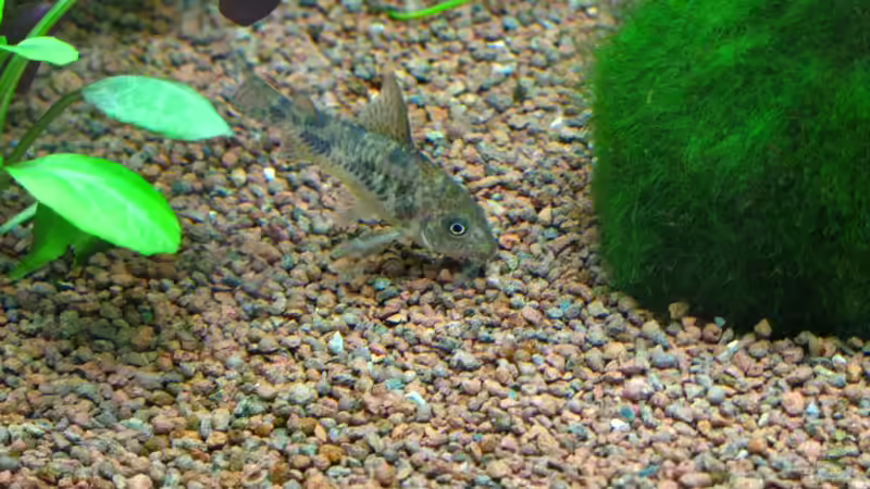 Marmorierte Panzerwelse von matze81 (30)