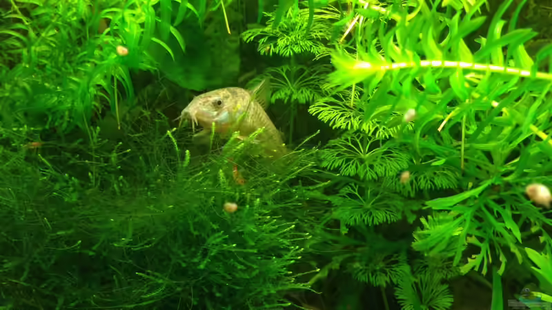 Marmorierte Panzerwelse von Momo-kocht (4)