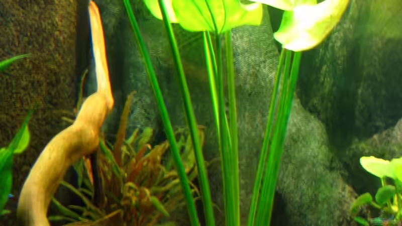 Marmorierte Schwertpflanze von Thomas Krahmer (9)