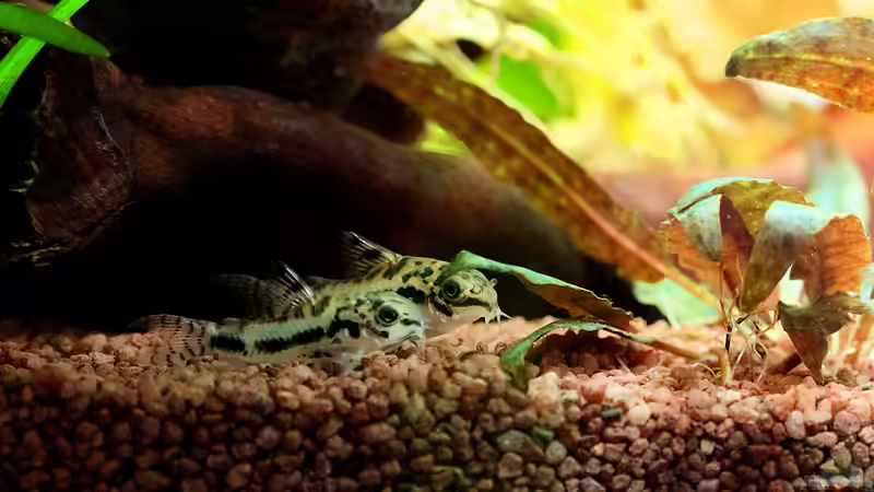 Marmorierte Zwergpanzerwelse von Dirk F. (27)