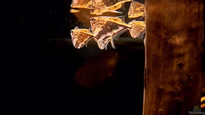 marmorierter Beilbauch - 01/2021 von DiskusMummy (98)