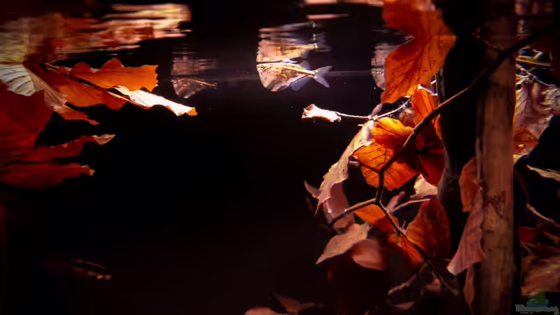 marmorierter Beilbauch - 12/2020 von DiskusMummy (101)