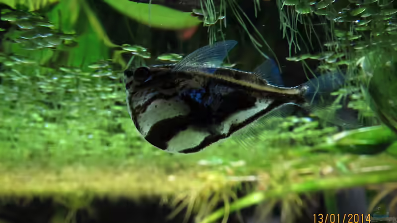 Marmorierter Beilbauch - Carnegiella strigata von Dieter (75)