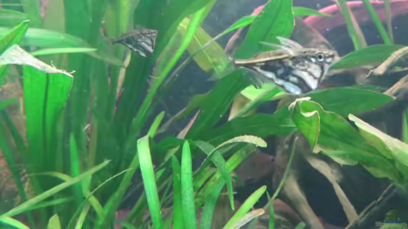 Marmorierter Beilbauch von Jan S. (22)