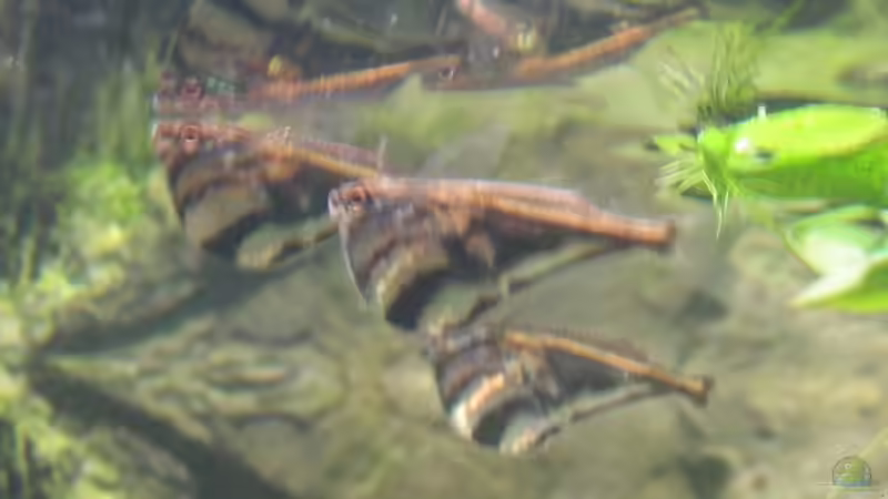 Marmorierter Beilbauch von Thorsten Makoschey (17)