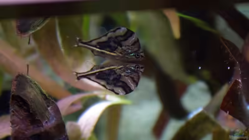 Marmorierter Beilbauch von Tobias Huber (18)