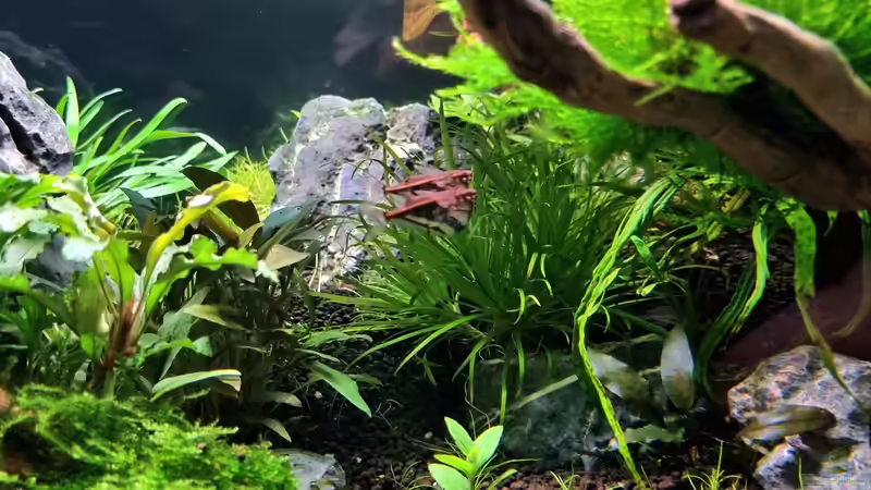 Marmorierter Beilbauchsalmer von Comander (37)