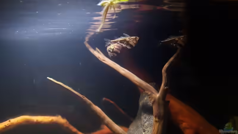 Marmorierter Beilbauchsalmler von YoshiMaus (18)