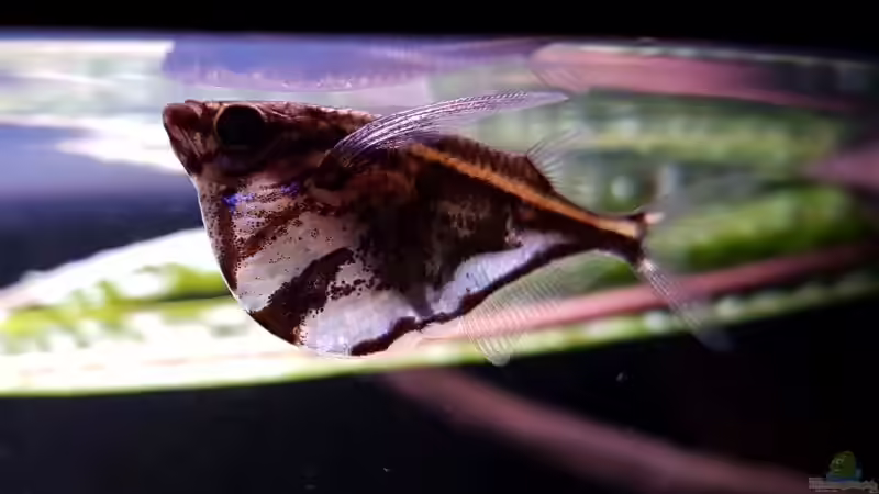 Marmorierter Beilbauchsalmler von YoshiMaus (29)