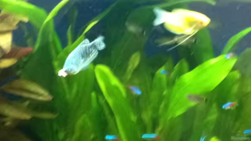 Marmorierter/Goldiger Fadeenfisch von Tobiaschwilly (9)