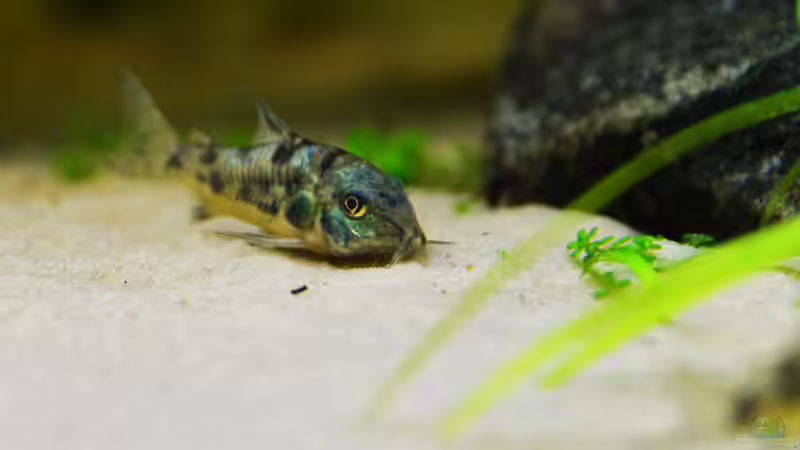 Marmorierter Panzerwels, Corydoras paleatus von bigbeef (21)