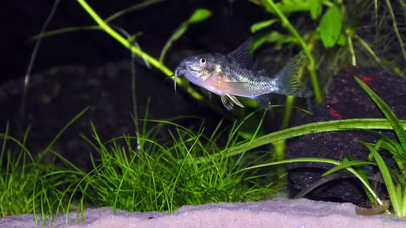 Marmorierter Panzerwels, Corydoras paleatus von bigbeef (28)