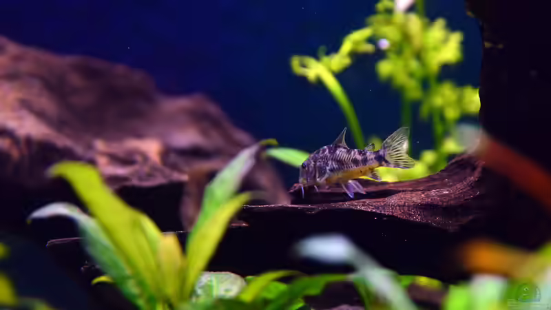 Marmorierter Panzerwels, Corydoras paleatus von bigbeef (31)
