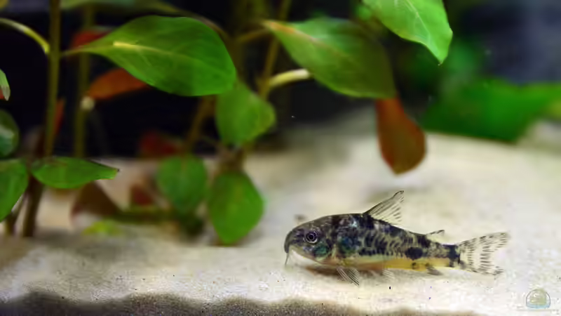 Marmorierter Panzerwels, Corydoras paleatus von bigbeef (34)