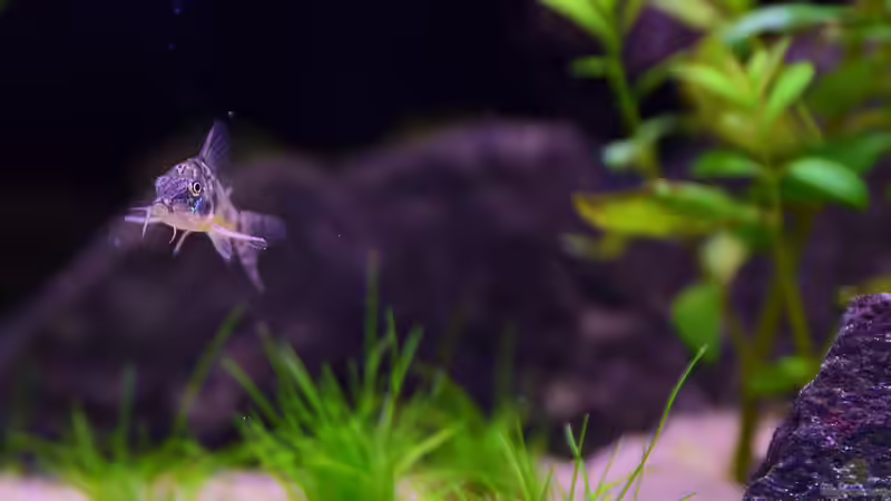 Marmorierter Panzerwels, Corydoras paleatus von bigbeef (35)