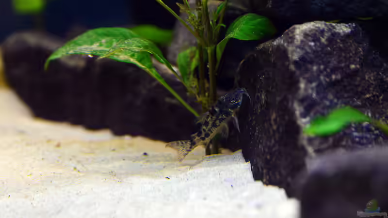Marmorierter Panzerwels, Corydoras paleatus von bigbeef (36)