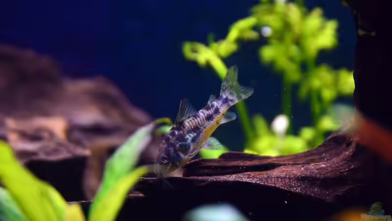 Marmorierter Panzerwels, Corydoras paleatus von bigbeef (38)