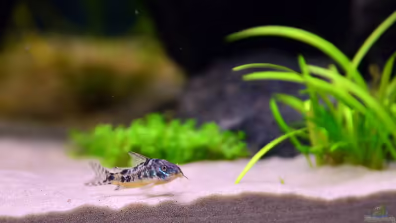 Aquarien für Corydoras paleatus (Marmorierter Panzerwels)