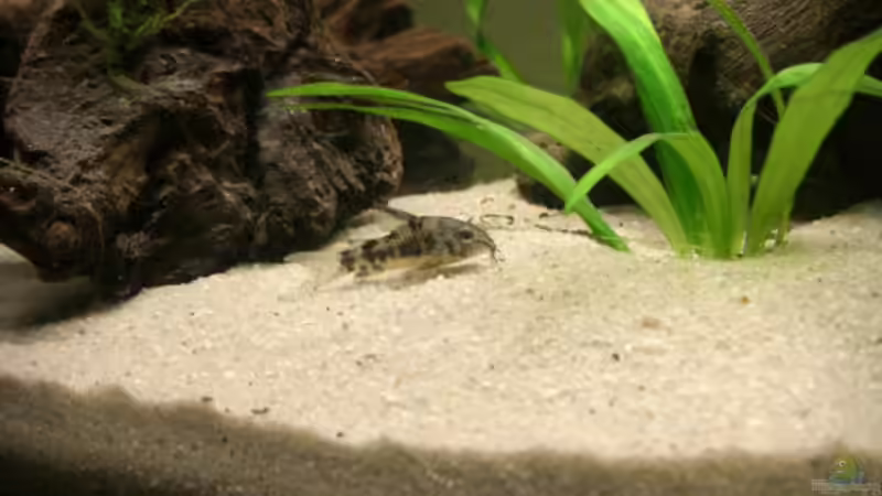 Marmorierter Panzerwels von Büdi II (25)