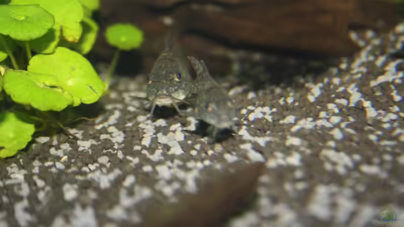 Marmorierter Panzerwels von Kasía (14)