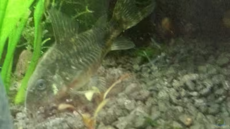 Marmorierter Panzerwels von Marcel Witt (21)