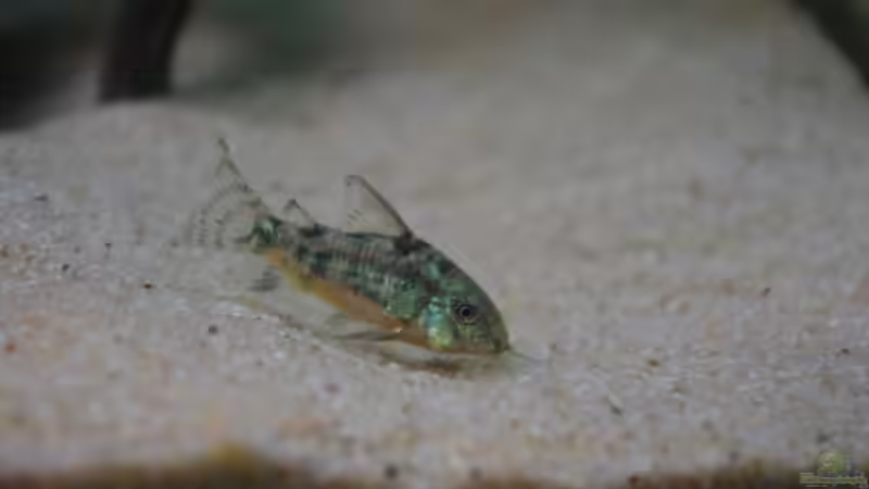 Marmorierter Panzerwels von patgott (18)