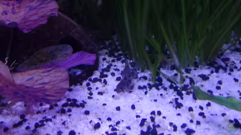 Marmorierter Panzerwels von raubsau (61)