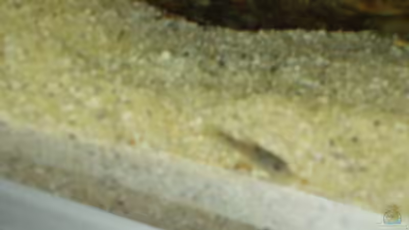 Marmorierter Panzerwels von Ronny Derndorfer (28)