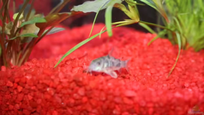 Marmorierter Panzerwels von Stefanie Mohr (16)