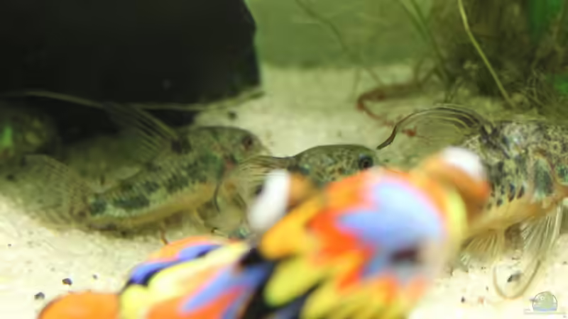 marmorierter Panzerwels von Strandberd (16)