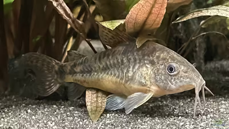 Marmorierter Panzerwels von Thilo (42)