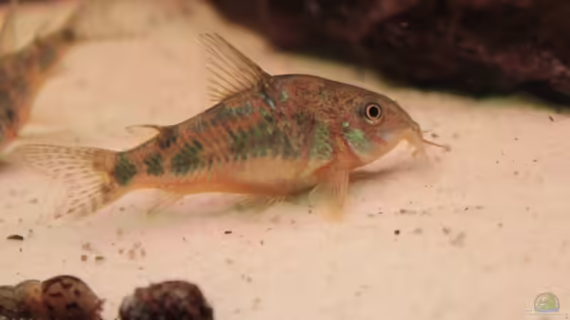 Marmorierter Panzerwels w von Stefan Hartl (14)