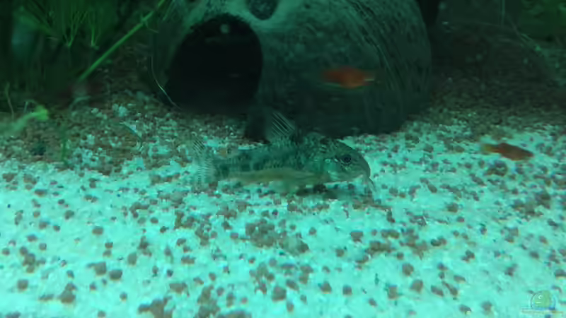 Aquarien für Corydoras paleatus (Marmorierter Panzerwels)