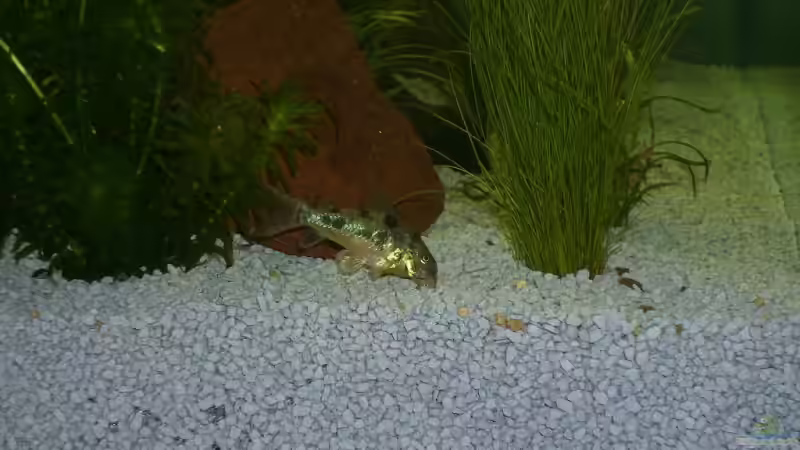 Aquarien für Corydoras paleatus (Marmorierter Panzerwels)