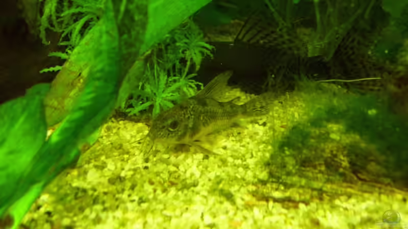 Marmorierter Panzerwels(der antennenwels ist nicht mehr im aq) von Tobias H. (12)