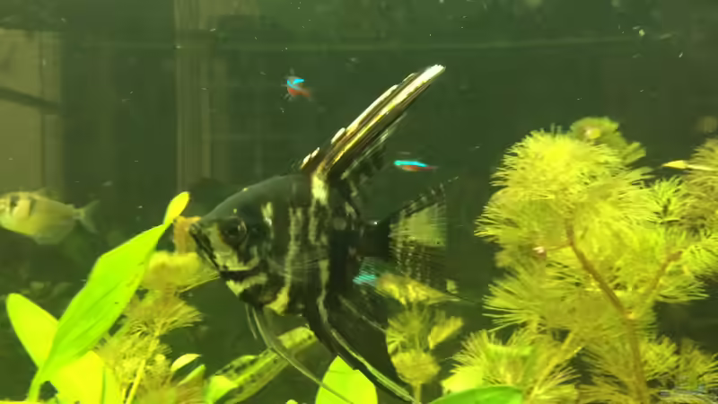 Marmorierter Skalar  von Ragner (46)