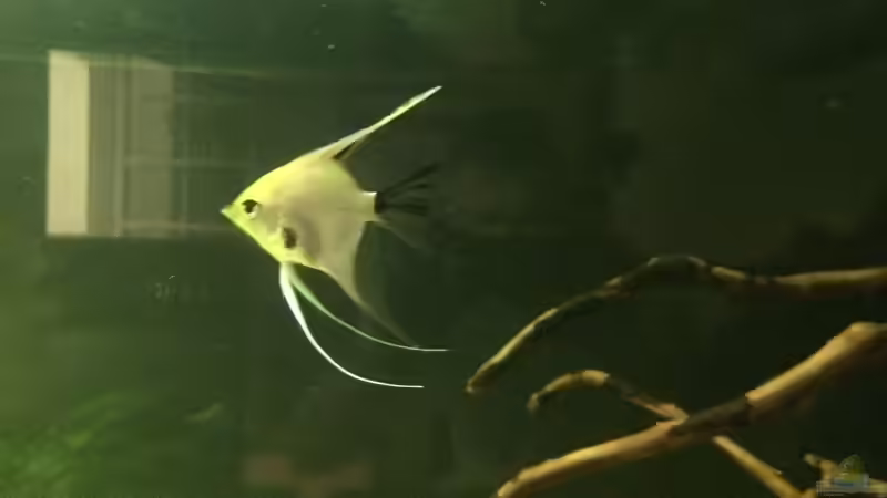 Marmorierter Skalar  von Ragner (47)