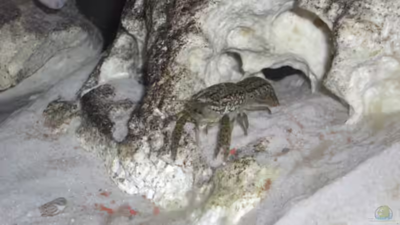 Marmorkrebs 05.2007 von Stephan Ascher (26)