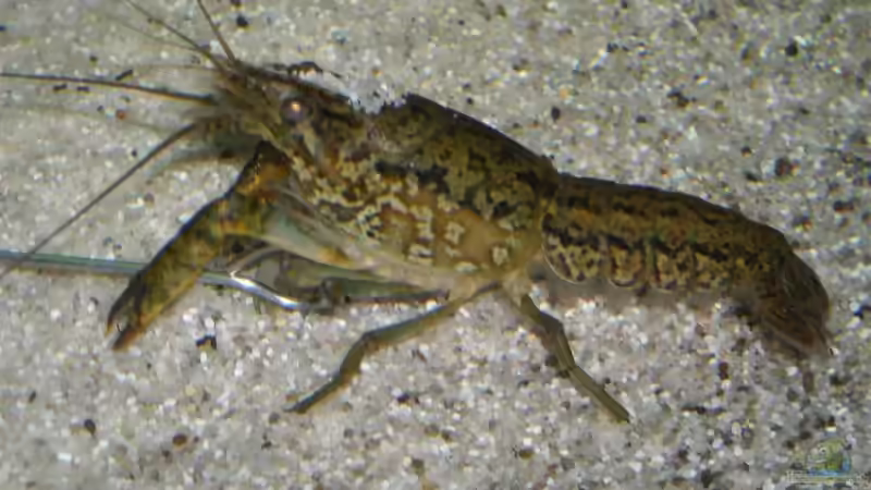 Marmorkrebs im Aquarium (Einrichtungsbeispiele mit Procambarus fallax)