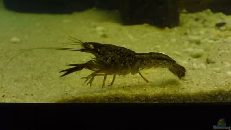 Marmorkrebs im Aquarium (Einrichtungsbeispiele mit Procambarus fallax)