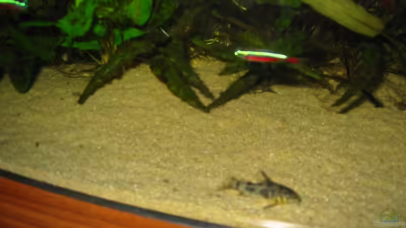 Marmorpanzerwels von Bämbel (35)